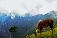 Machu-Picchu8